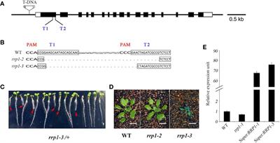 A Clathrin-Related Protein, SCD2/RRP1, Participates in Abscisic Acid Signaling in Arabidopsis